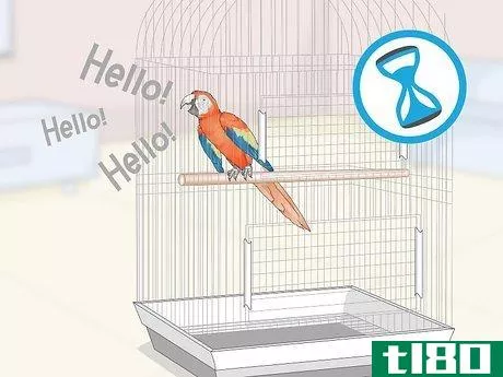Image titled Teach Parrots to Talk Step 7