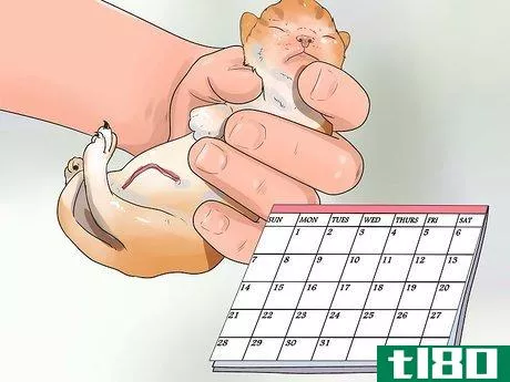 Image titled Take Care of Premature Newborn Kittens Step 3