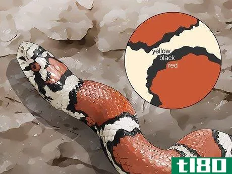 Image titled Tell the Difference Between a Milk Snake and a Coral Snake Step 2