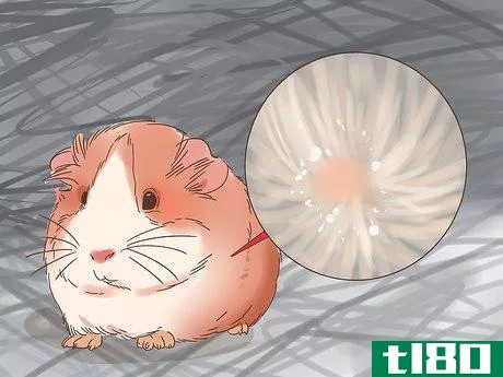 Image titled Treat Mites and Lice in Guinea Pigs Step 7