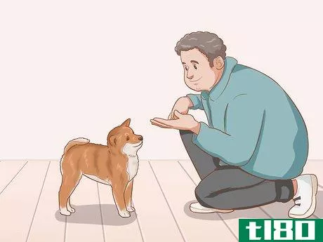 Image titled Choose a Shiba Inu Puppy Step 16