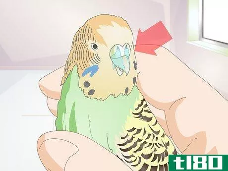 Image titled Tell when a Parakeet Is Sick Step 9