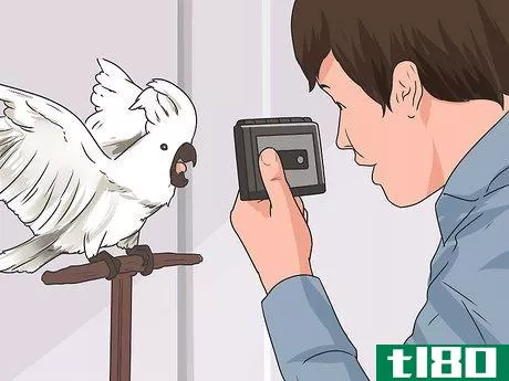 Image titled Teach Your Bird to Talk Step 10