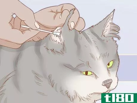 Image titled Treat Itchy Ears in Cats Step 2