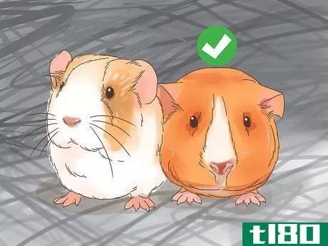 Image titled Treat Mites and Lice in Guinea Pigs Step 13