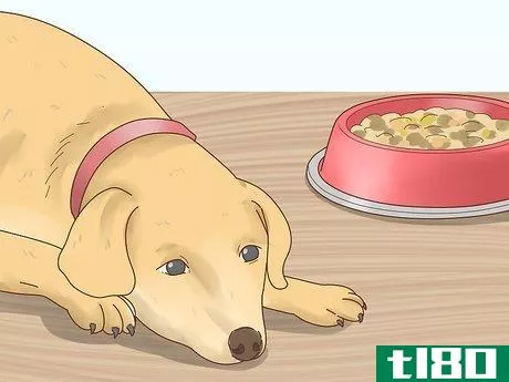 Image titled Tell if Your Dog Is in Heat Step 16