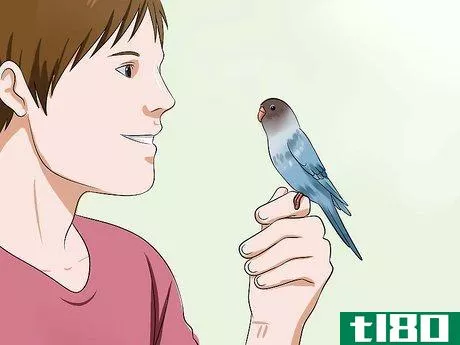 Image titled Teach Your Budgie to Talk Step 2