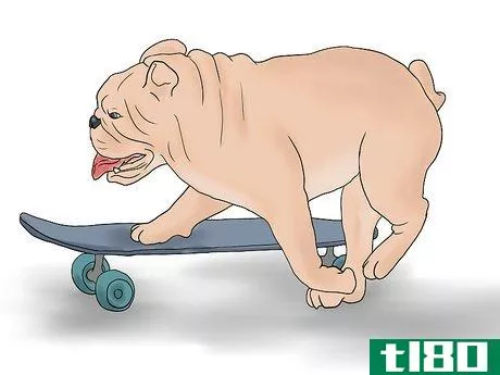 Image titled Teach a Bulldog to Skateboard Step 10