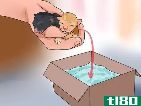 Image titled Take Care of Premature Newborn Kittens Step 2