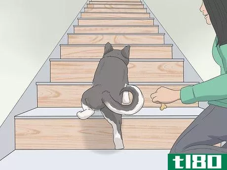 Image titled Train a Scared Dog to Go Down the Stairs Step 6