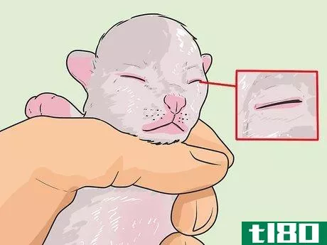 Image titled Tell How Old a Kitten Is Step 2