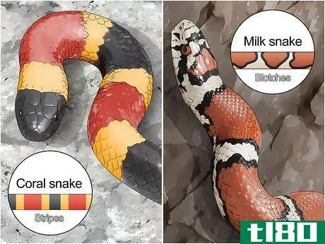 Image titled Tell the Difference Between a Milk Snake and a Coral Snake Step 1