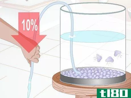 Image titled Start a Jellyfish Tank Step 16