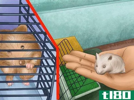 Image titled Take Care of a Hamster That is Giving Birth Step 4