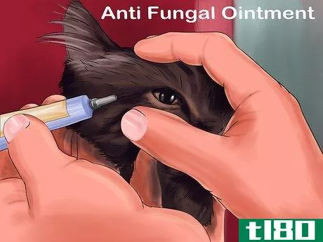 Image titled Treat a Cat for Eye Inflammation Step 10