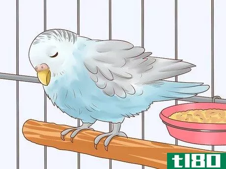 Image titled Treat Chlamydiosis in Parakeets Step 4