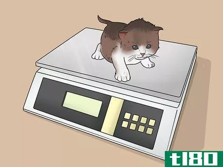Image titled Tell How Old a Kitten Is Step 6