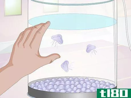Image titled Start a Jellyfish Tank Step 14