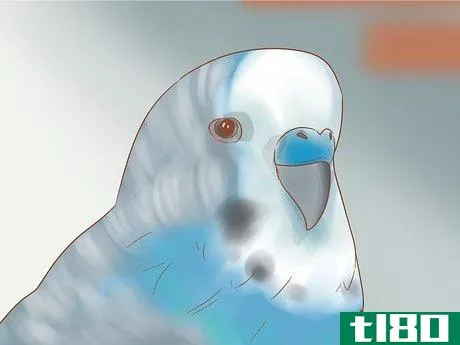 Image titled Take Care of a Parakeet Step 3