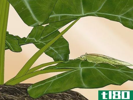 Image titled Take Care of a Katydid Insect Step 11