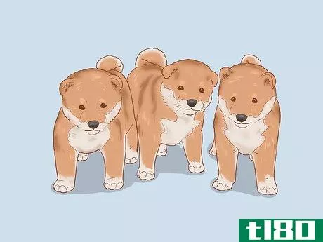 Image titled Choose a Shiba Inu Puppy Step 14