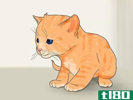 Image titled Tell How Old a Kitten Is Step 8