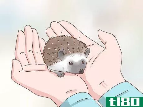 Image titled Take Care of a Hedgehog Step 22