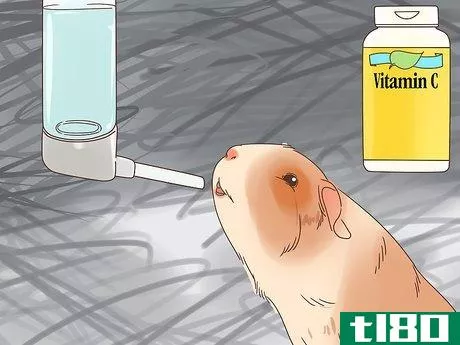 Image titled Treat Mites and Lice in Guinea Pigs Step 14