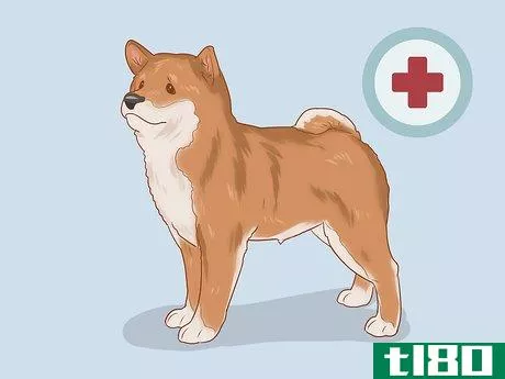 Image titled Choose a Shiba Inu Puppy Step 12