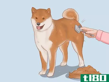 Image titled Choose a Shiba Inu Puppy Step 7