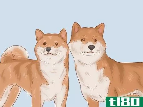 Image titled Choose a Shiba Inu Puppy Step 13