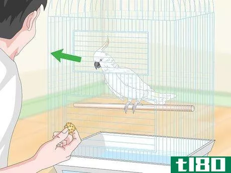 Image titled Teach Parrots to Talk Step 9