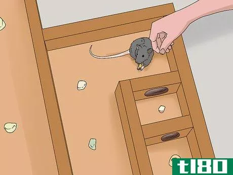 Image titled Train a Rat to Run a Maze or Obstacle Course Step 3