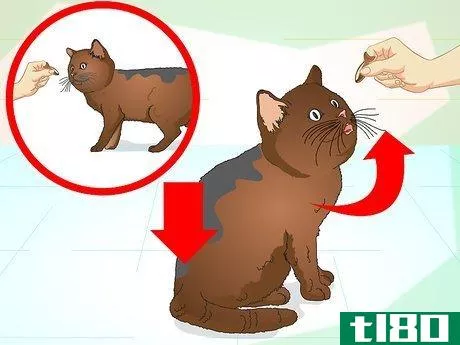 Image titled Teach Your Cat to Do Tricks Step 9