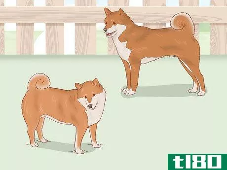 Image titled Choose a Shiba Inu Puppy Step 6