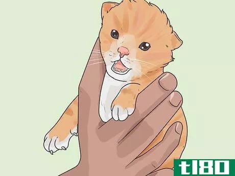 Image titled Tell How Old a Kitten Is Step 4