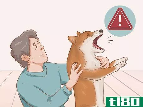 Image titled Choose a Shiba Inu Puppy Step 4