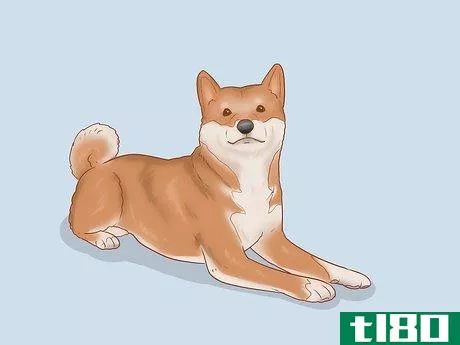 Image titled Choose a Shiba Inu Puppy Step 8
