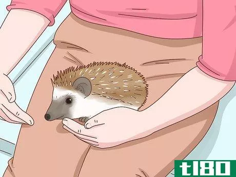 Image titled Take Care of a Hedgehog Step 4