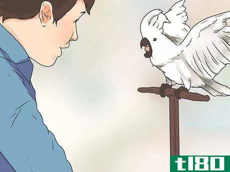 Image titled Teach Your Bird to Talk Step 2