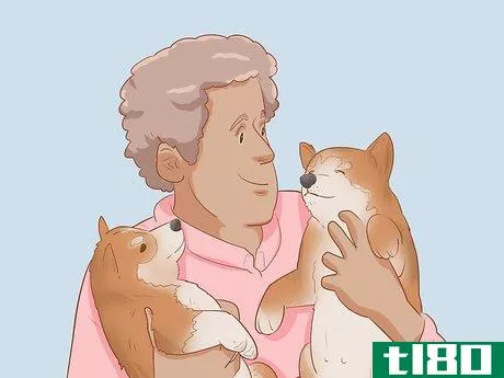 Image titled Choose a Shiba Inu Puppy Step 10