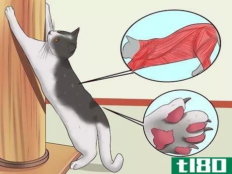Image titled Stop a Cat from Clawing Furniture Step 1