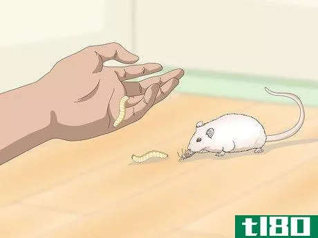 Image titled Spoil Your Gerbils Step 3
