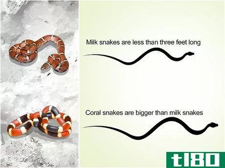 Image titled Tell the Difference Between a Milk Snake and a Coral Snake Step 4