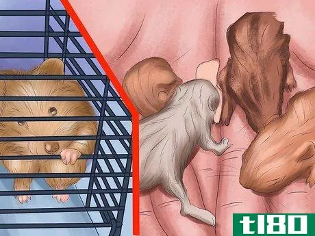 Image titled Take Care of a Hamster That is Giving Birth Step 11