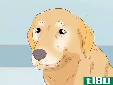 Image titled Tell if Your Dog Is Depressed Step 9