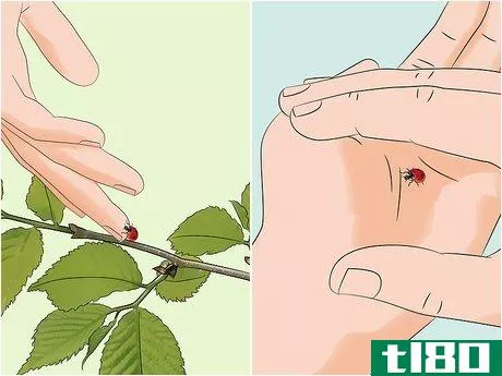 Image titled Take Care of a Ladybug Step 2