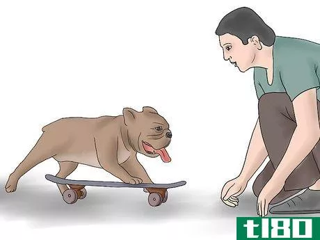 Image titled Teach a Bulldog to Skateboard Step 2