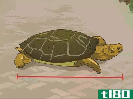 Image titled Take Care of a Land Turtle Step 5