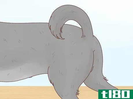 Image titled Tell if Your Dog Is in Heat Step 9